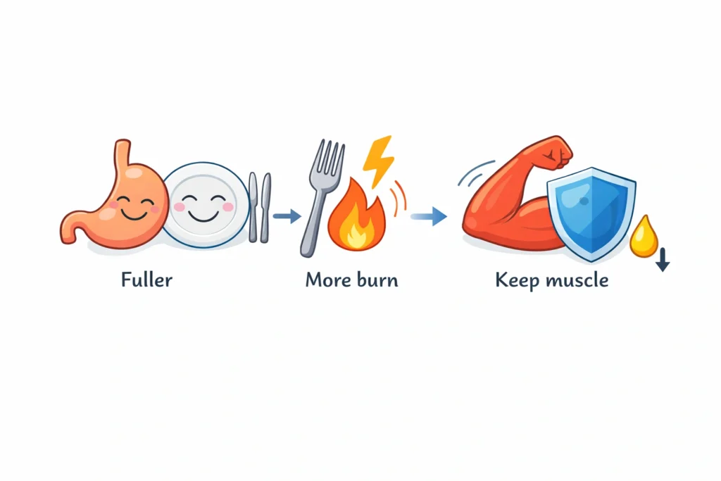 Illustration showing fullness, higher calorie burn, and muscle protection explaining how protein aids fat loss.